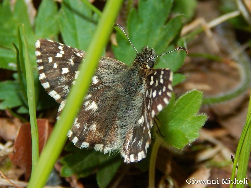 Pyrgus malvoides - Hesperiidae